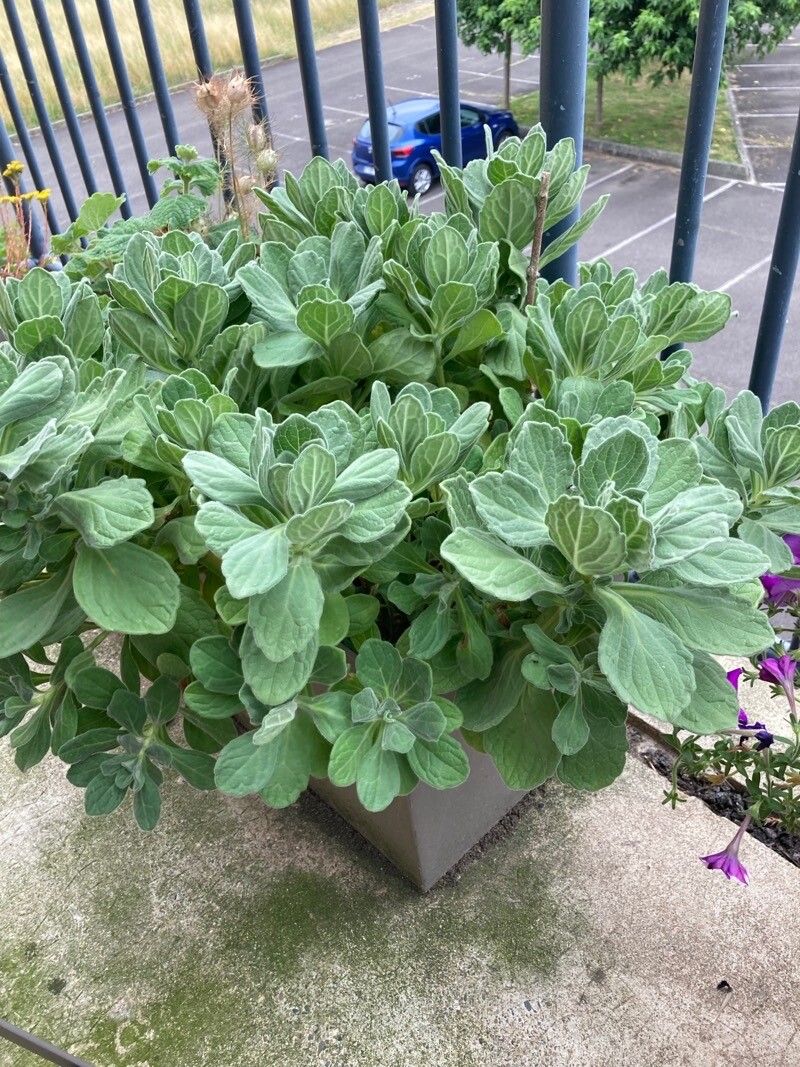 Aster spathulifolius — houseplant care guide