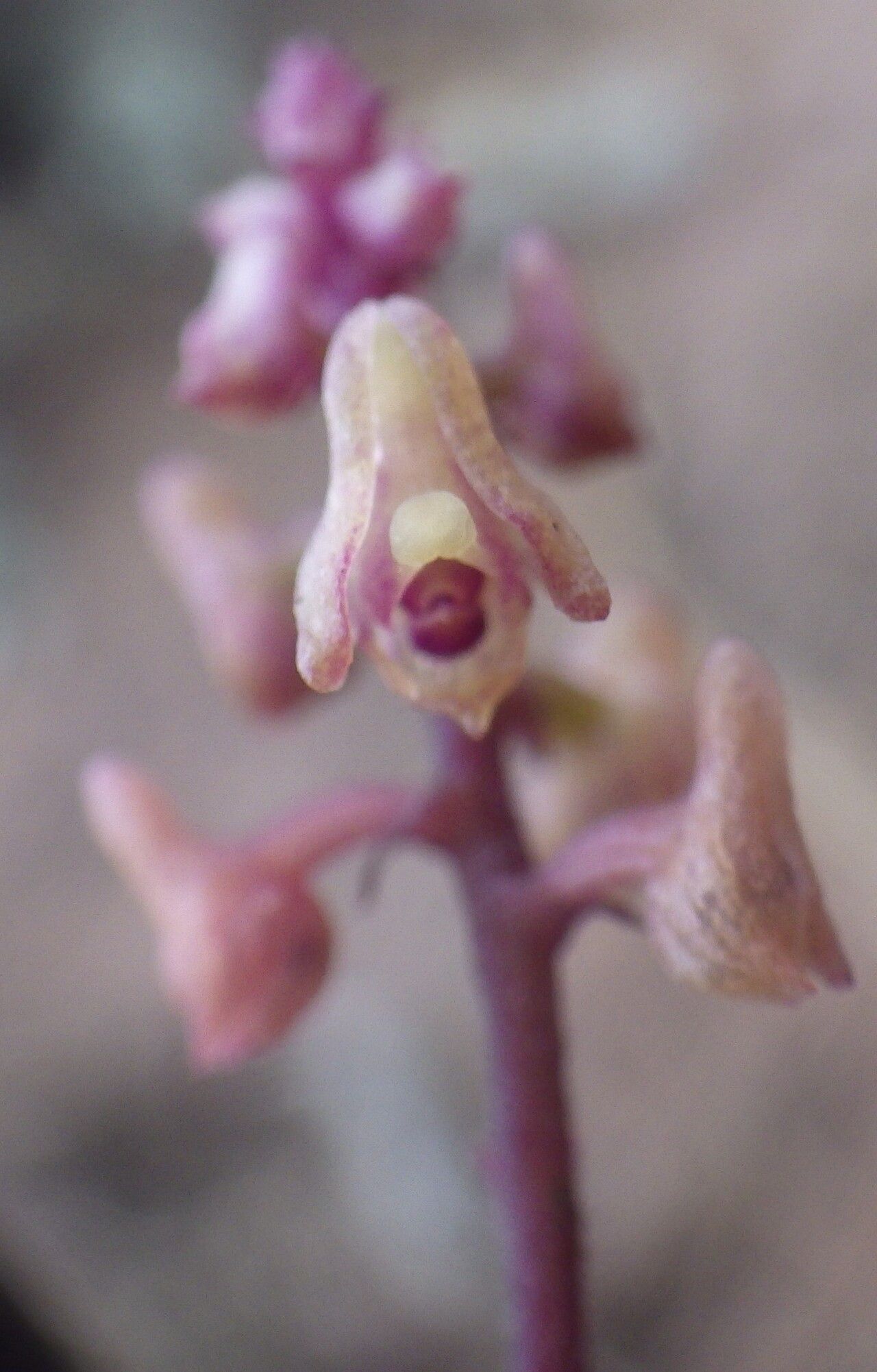 Polystachya ramulosa flower