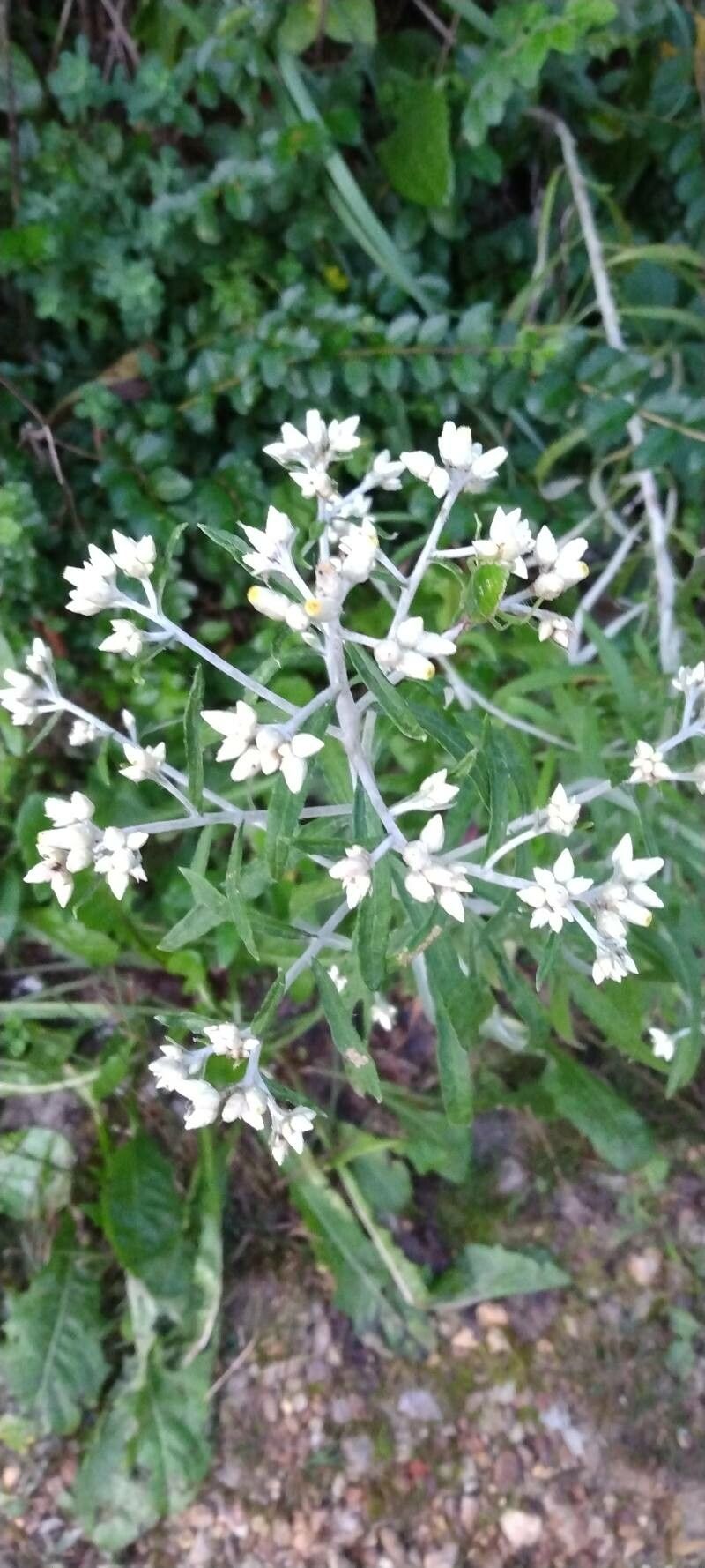 Pseudognaphalium obtusifolium flower