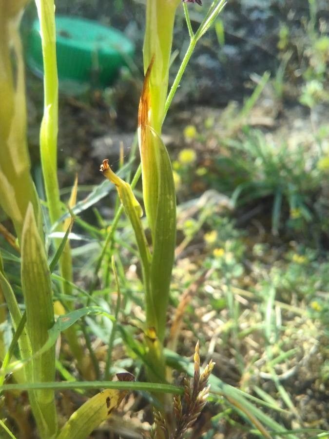 Anacamptis coriophora leaf