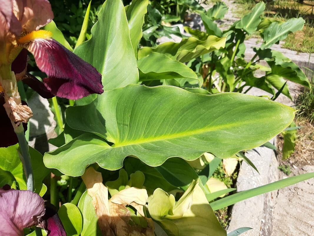 Iris × germanica leaf