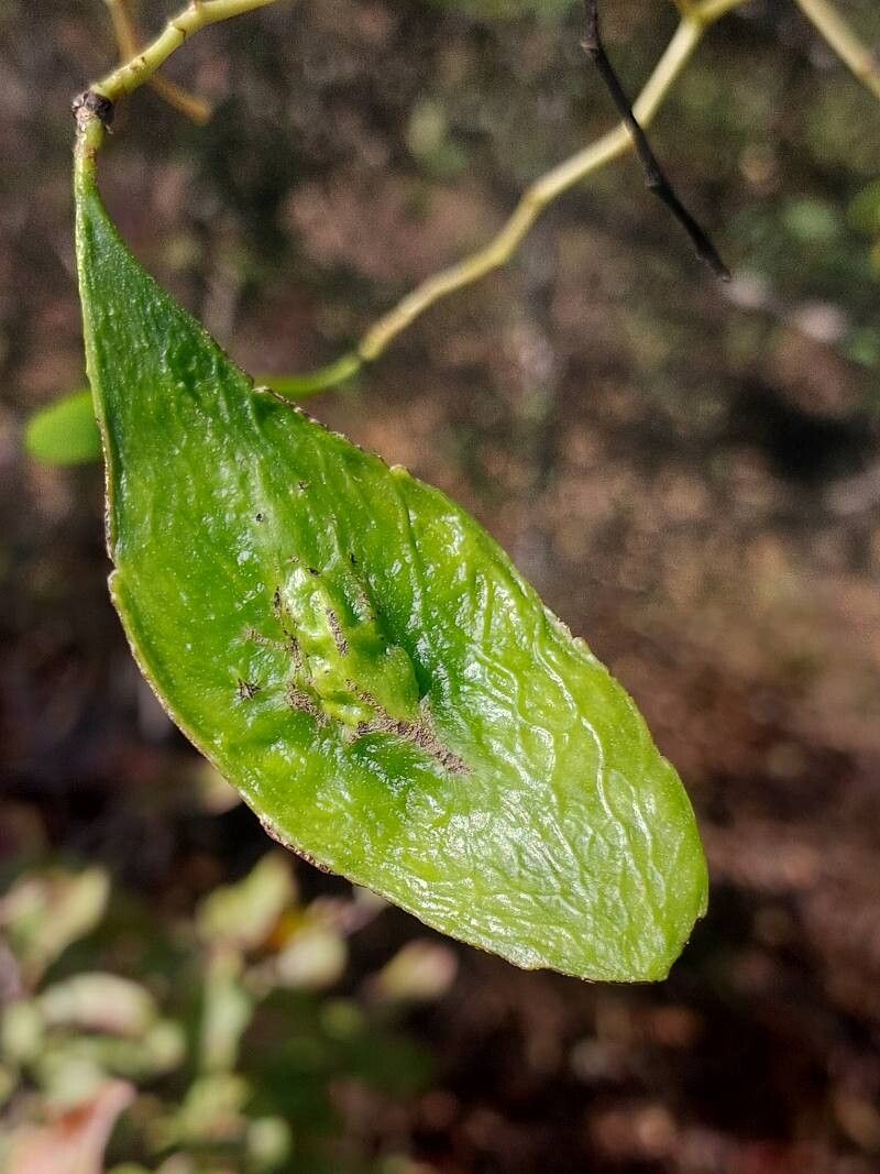 Dalbergia bracteolata fruit
