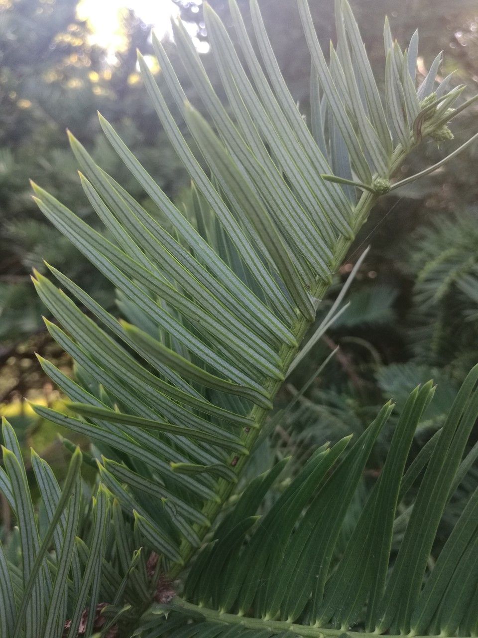 Cephalotaxus sinensis — search result for 'Taxaceae'