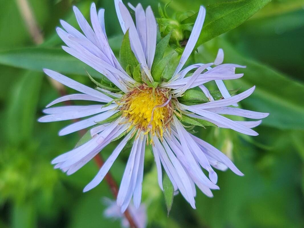 Symphyotrichum puniceum flower