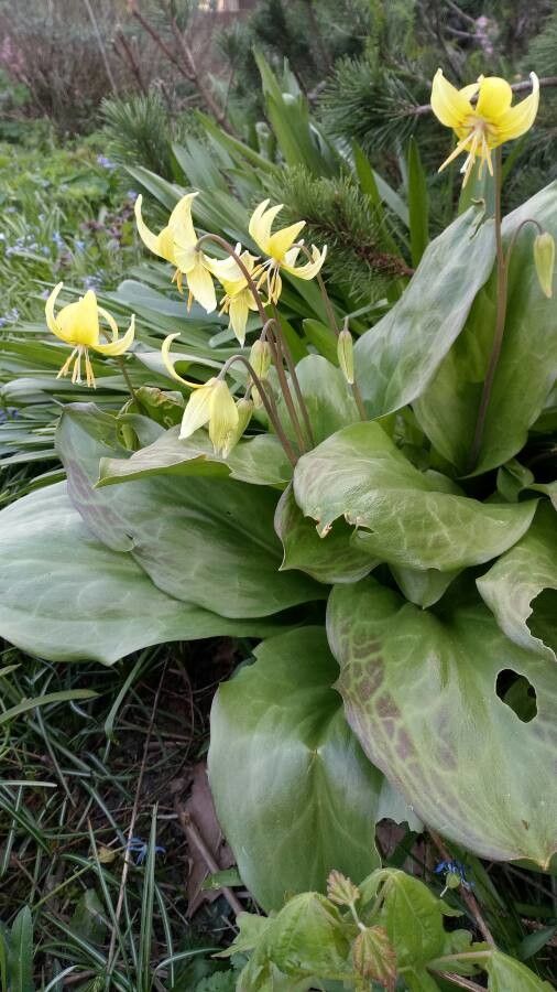 Erythronium grandiflorum habit