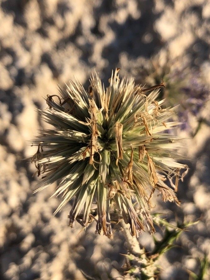 Echinops ritro fruit