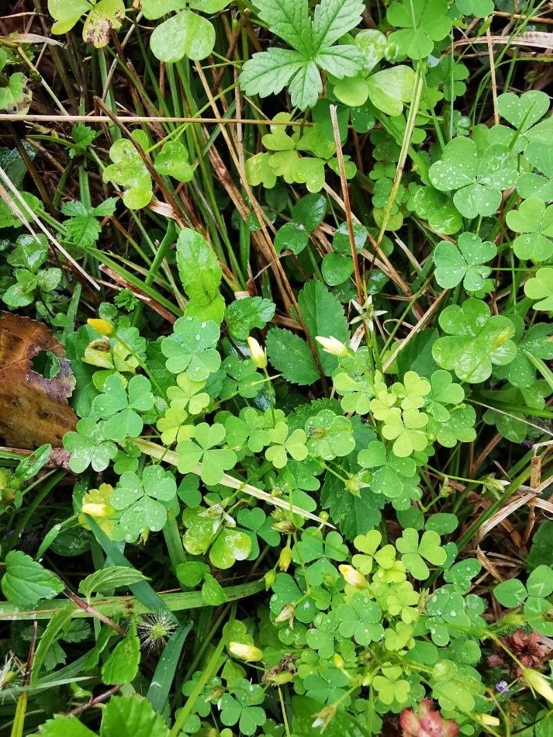 Oxalis incarnata leaf
