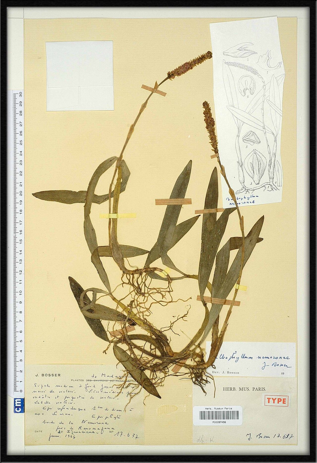 Bulbophyllum namoronae — houseplant care guide