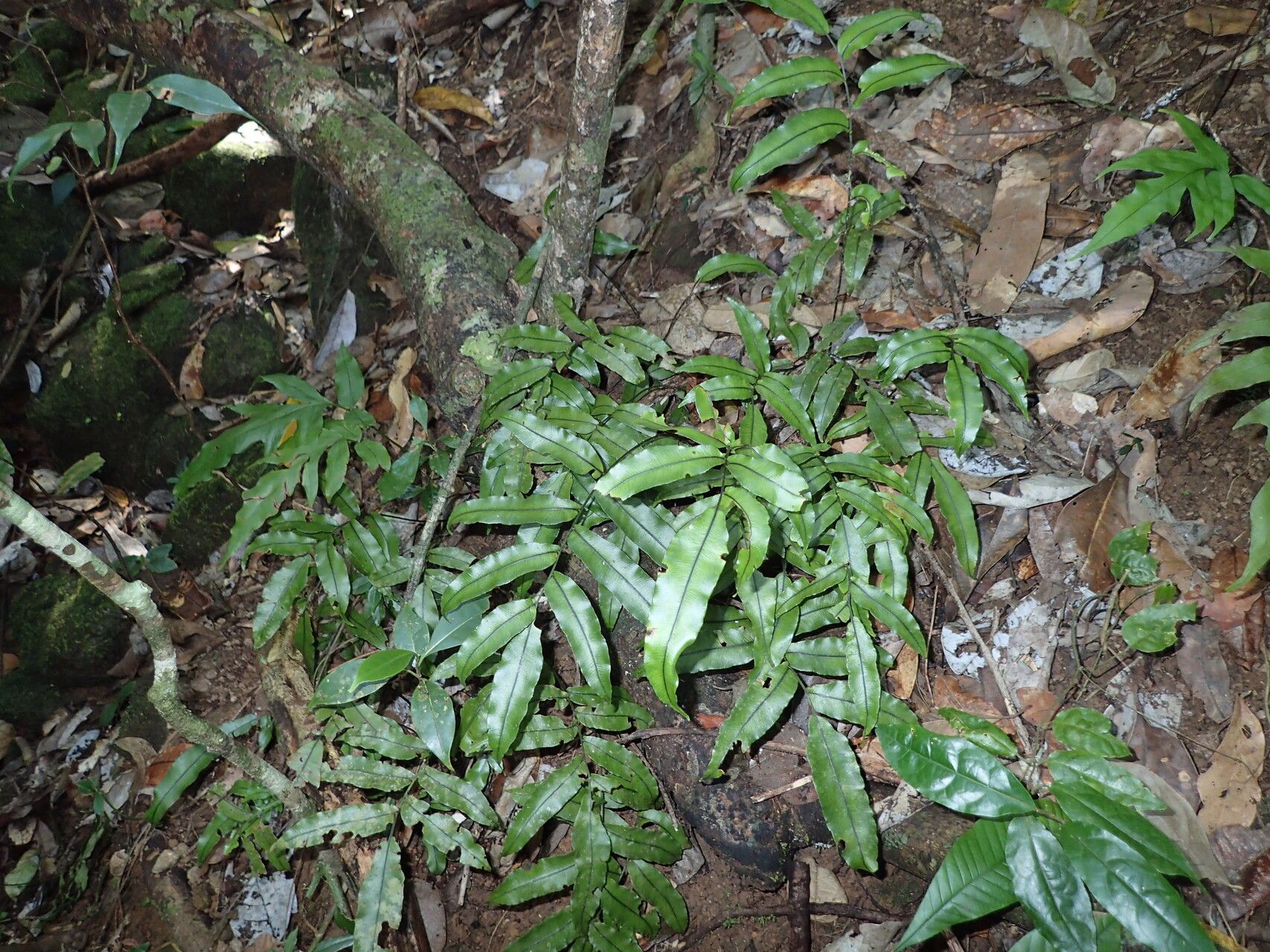 Lomariopsis boivinii — related species from the same genus