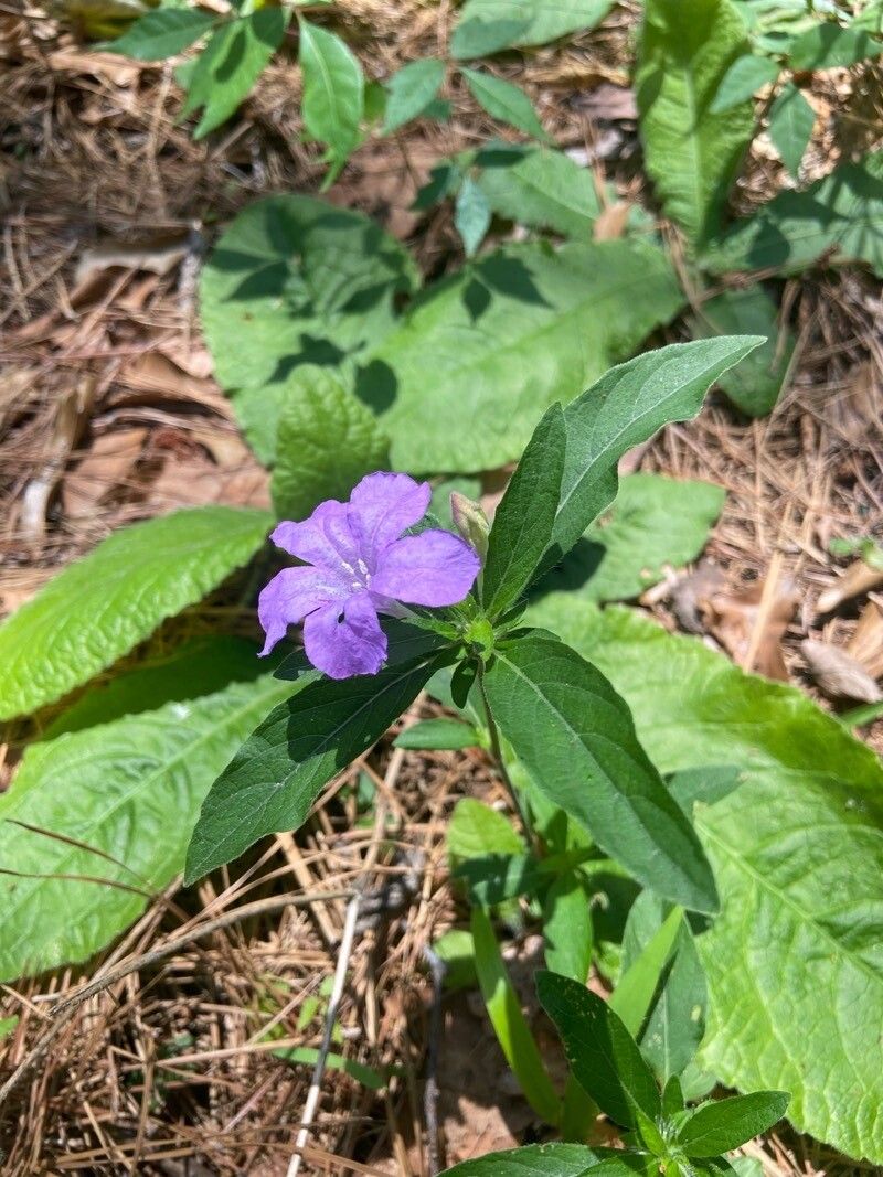 Ruellia geminiflora flower