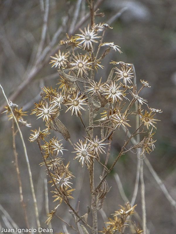 Senecio viscosus fruit