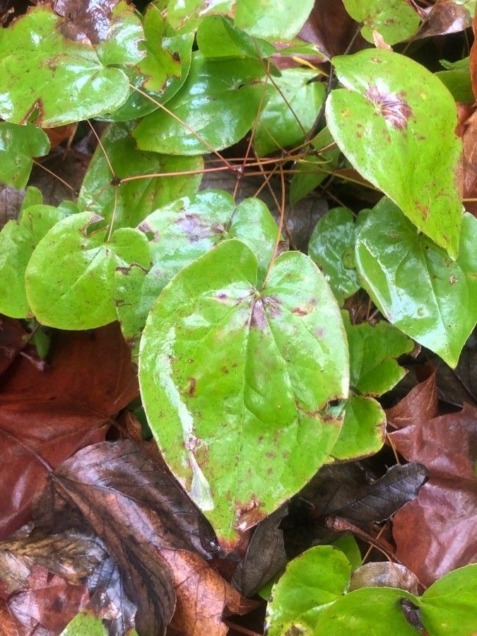 Epimedium pinnatum — search result for 'Berberidaceae'