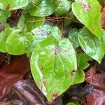 Epimedium pinnatum