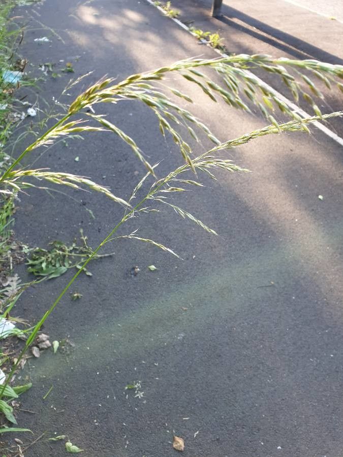 Eragrostis mexicana fruit
