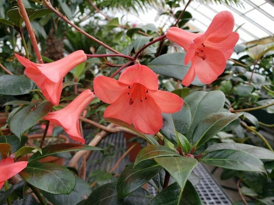 Rhododendron lochiae flower