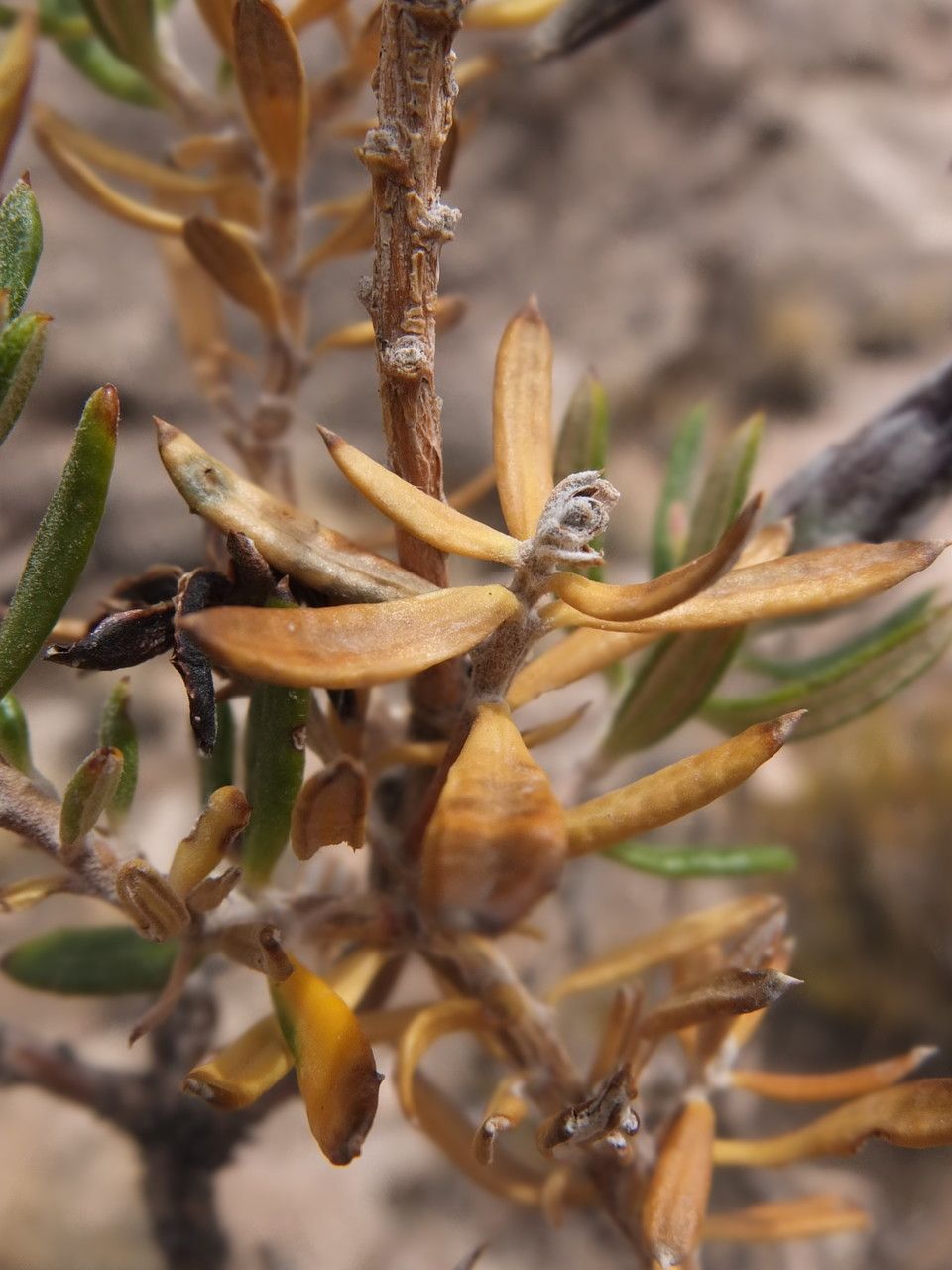 Mutisia ledifolia — houseplant care guide