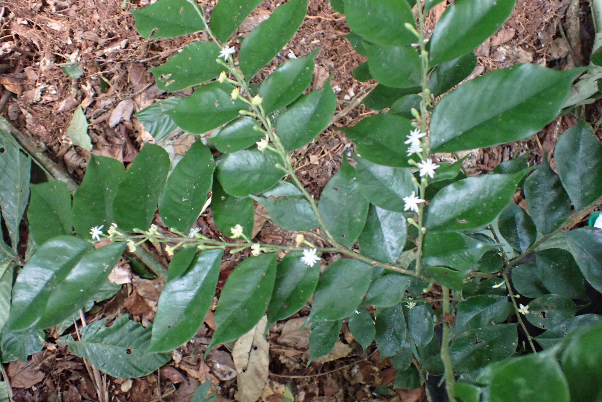 Dicranolepis buchholzii habit