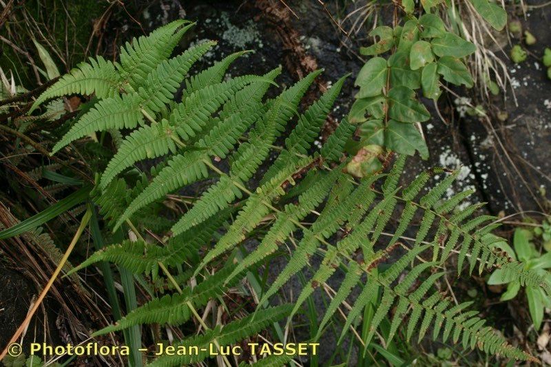 Dryopteris aitoniana leaf