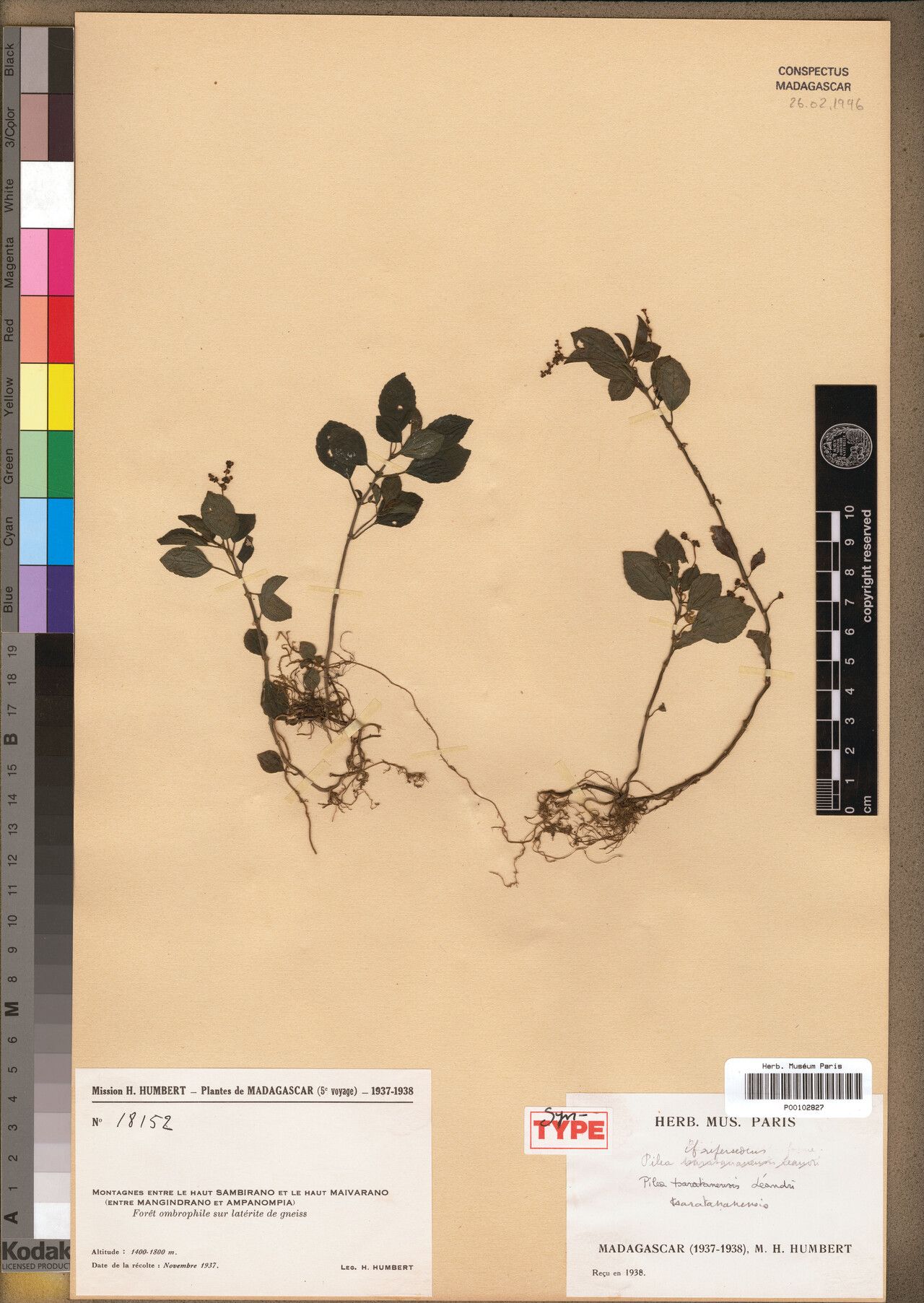 Pilea tsaratananensis — search result for 'Pilea'