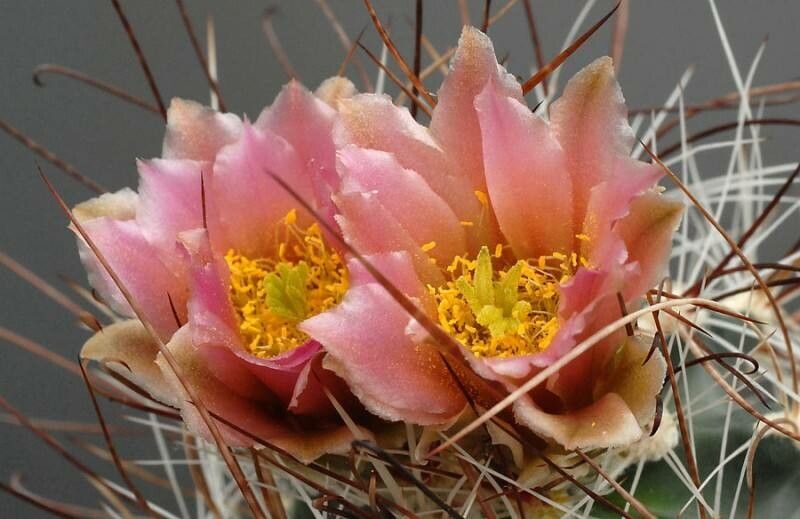 Sclerocactus nyensis flower