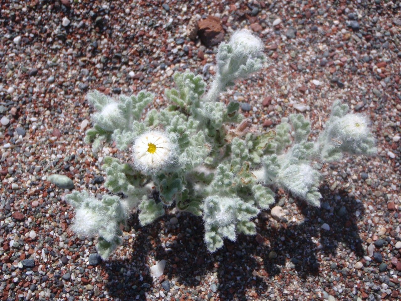 Anthemis tomentosa habit