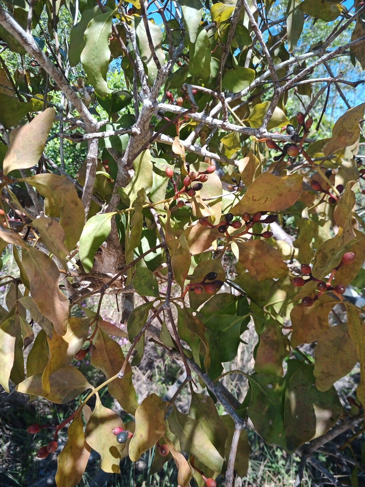 Psittacanthus eucalyptifolius fruit