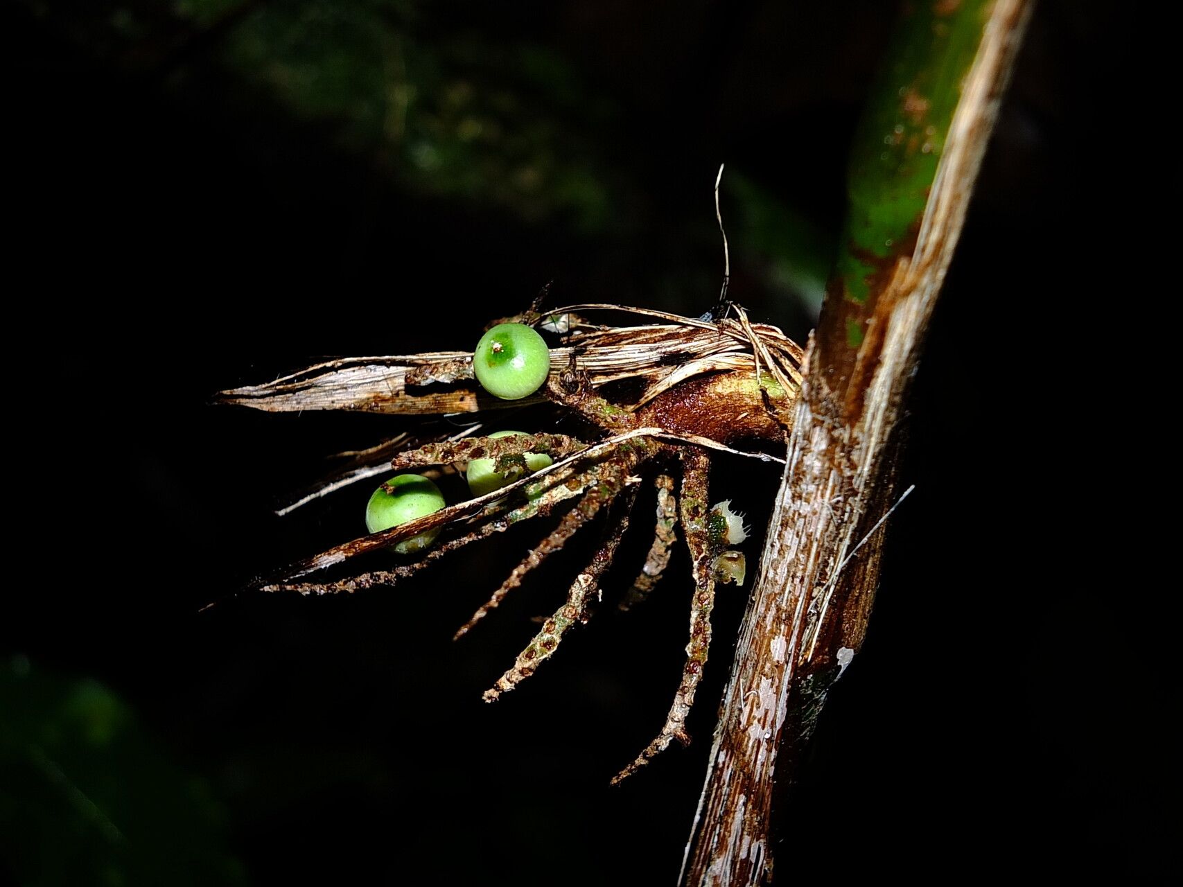 Bactris cuspidata fruit
