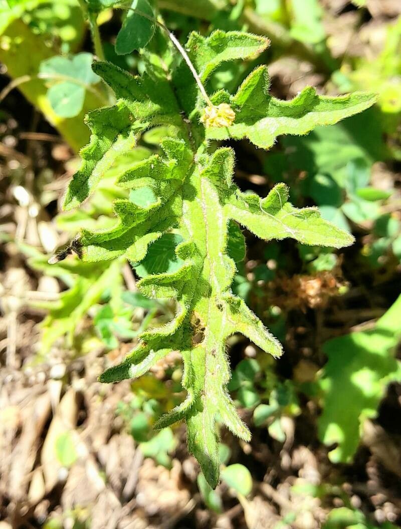 Eupatorium tanacetifolium leaf