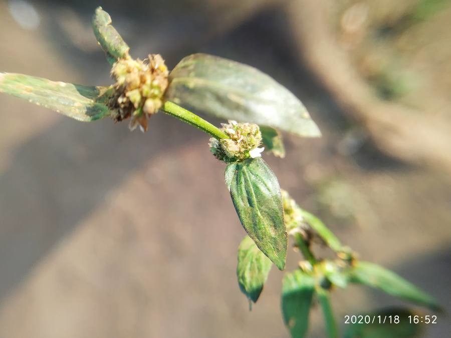 Diodia ocymifolia — related species from the same genus