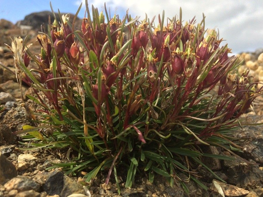 Dianthus glacialis fruit
