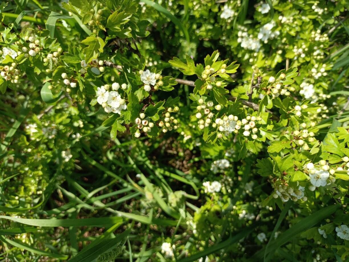 Crataegus microphylla — search result for 'Crataegus'