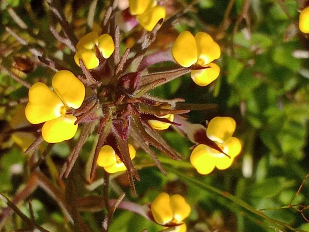 Castilleja campestris — houseplant care guide