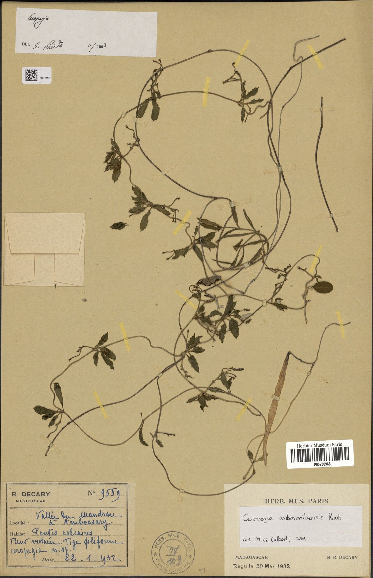 Ceropegia ambovombensis