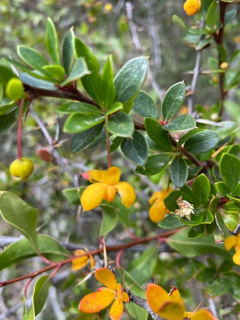 Berberis microphylla flower