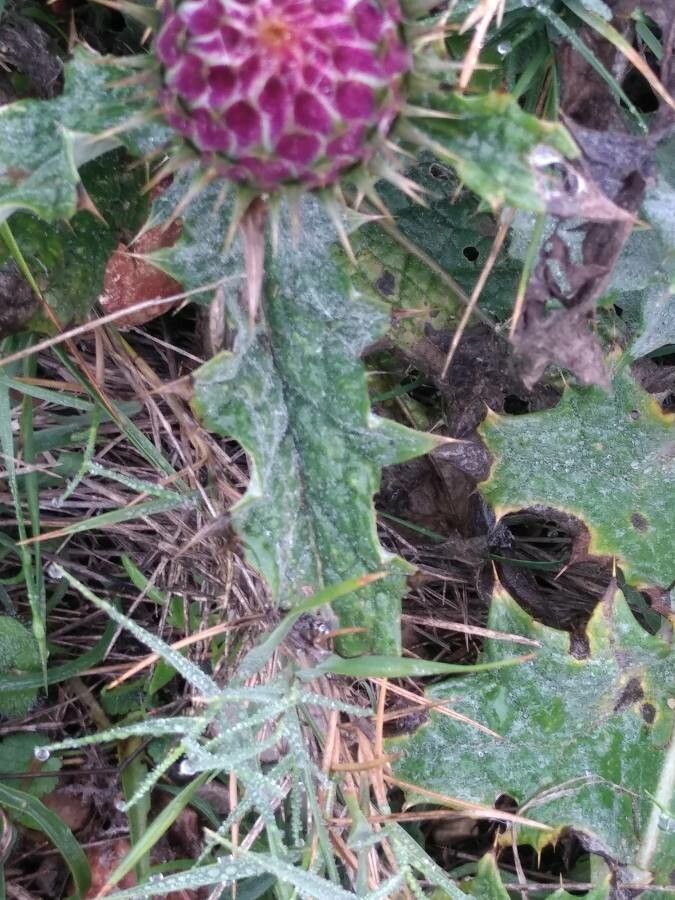 Onopordum illyricum — houseplant care guide