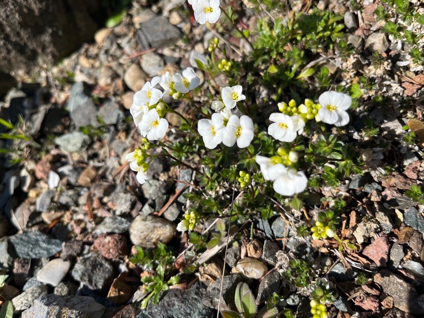 Arabis scopoliana flower