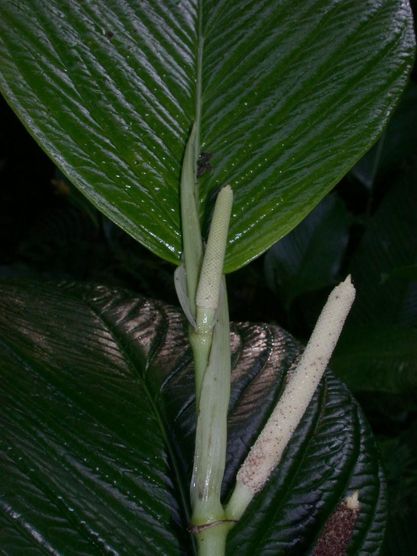 Piper sublineatum other