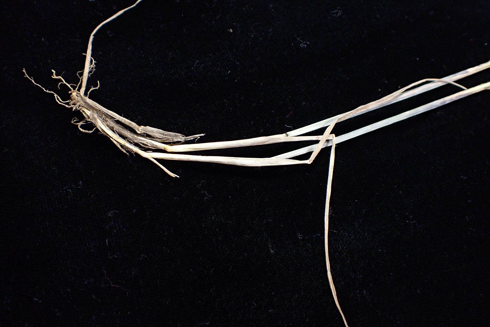 Koeleria spicata habit