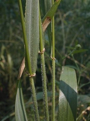 Elymus villosus fruit
