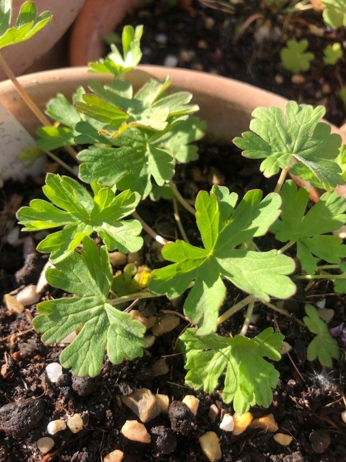 Geranium solanderi — search result for 'Geraniaceae'