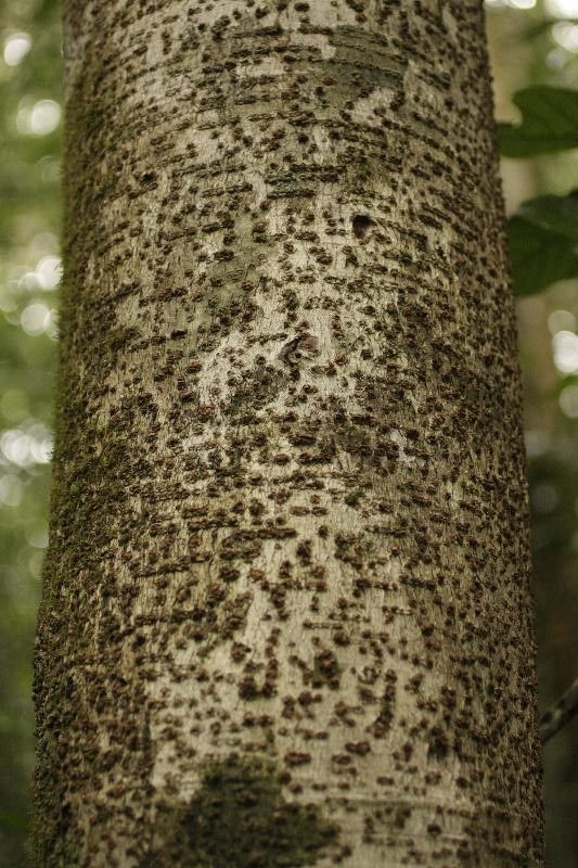 Licania micrantha — houseplant care guide