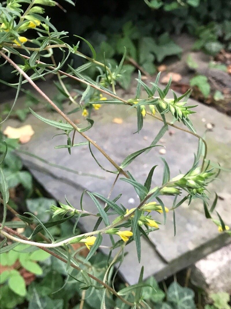 Odontites jaubertianus — search result for 'Bartsia'
