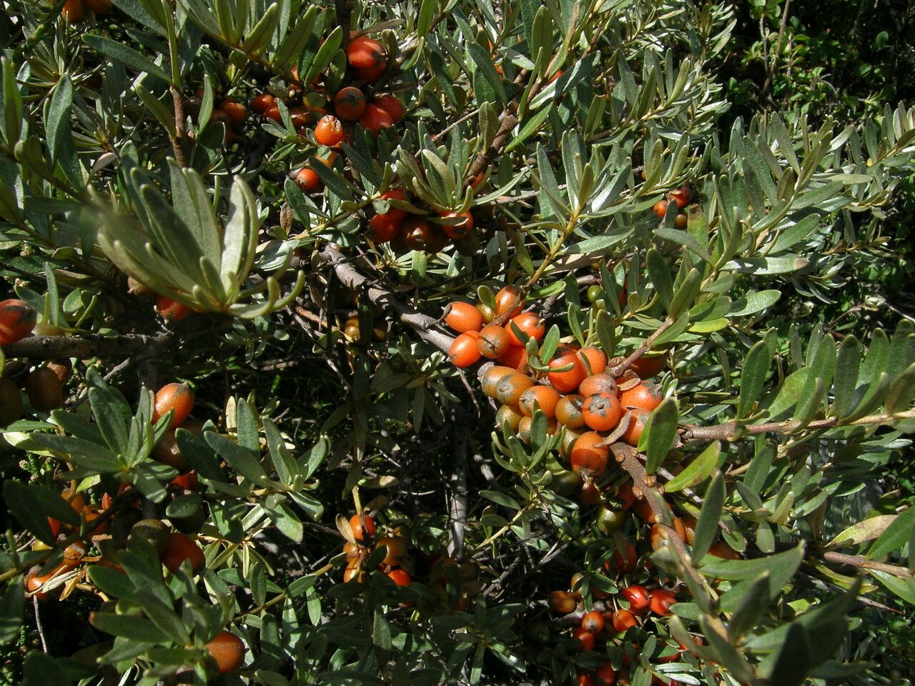 Hippophae tibetana habit