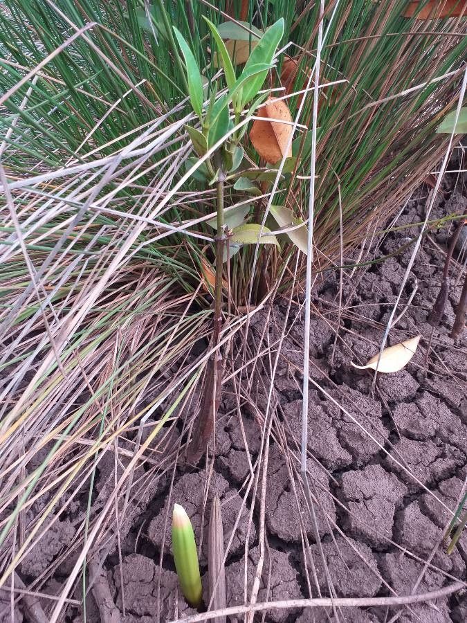 Bruguiera gymnorhiza fruit