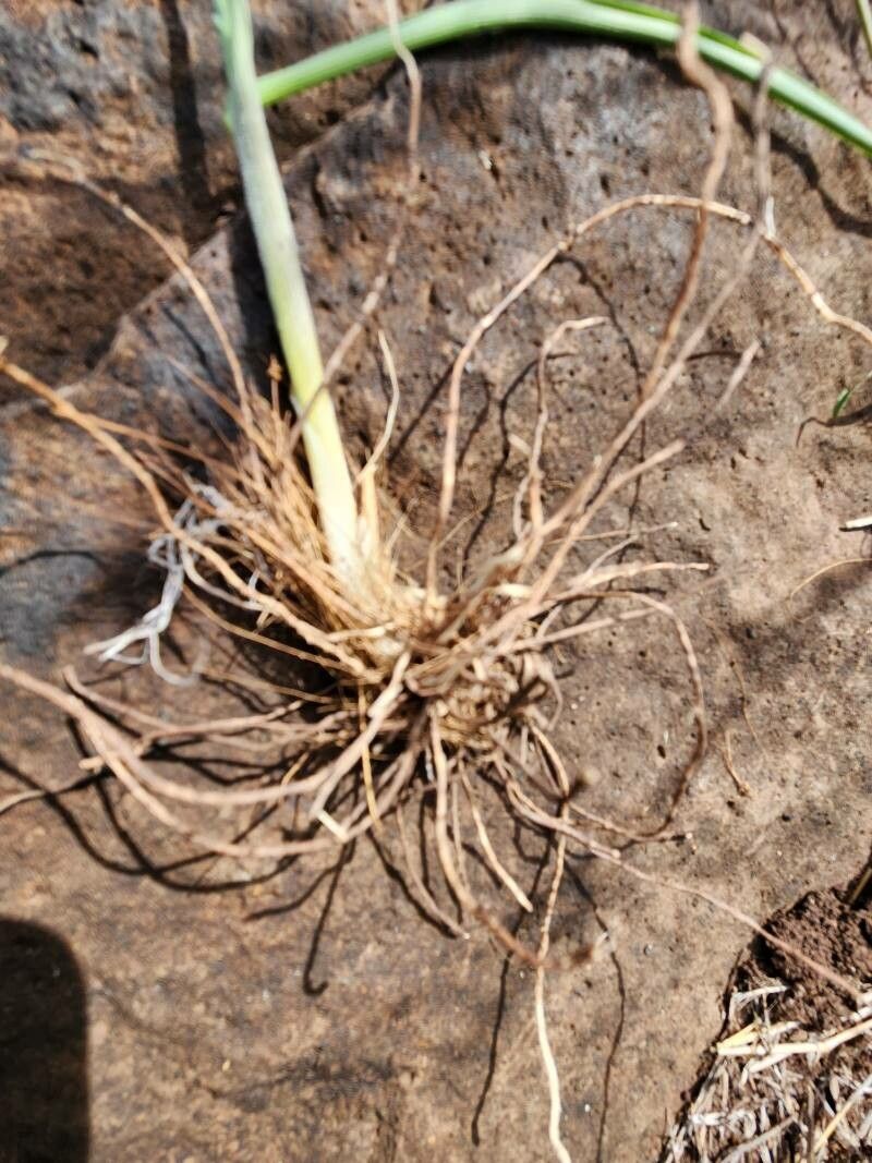 Chlorophytum pendulum other