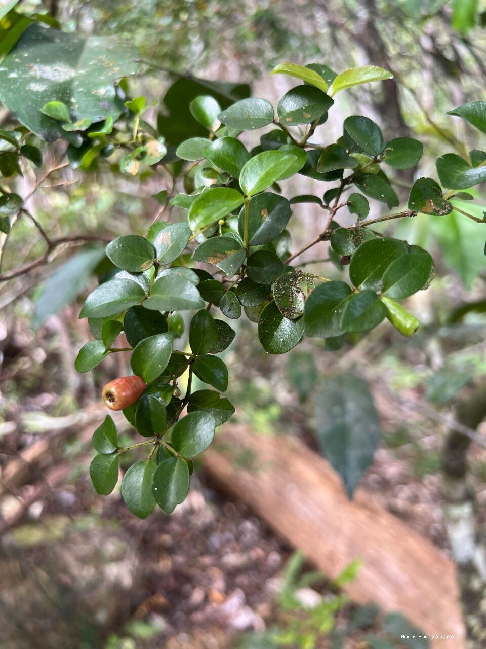 Syzygium deplanchei leaf