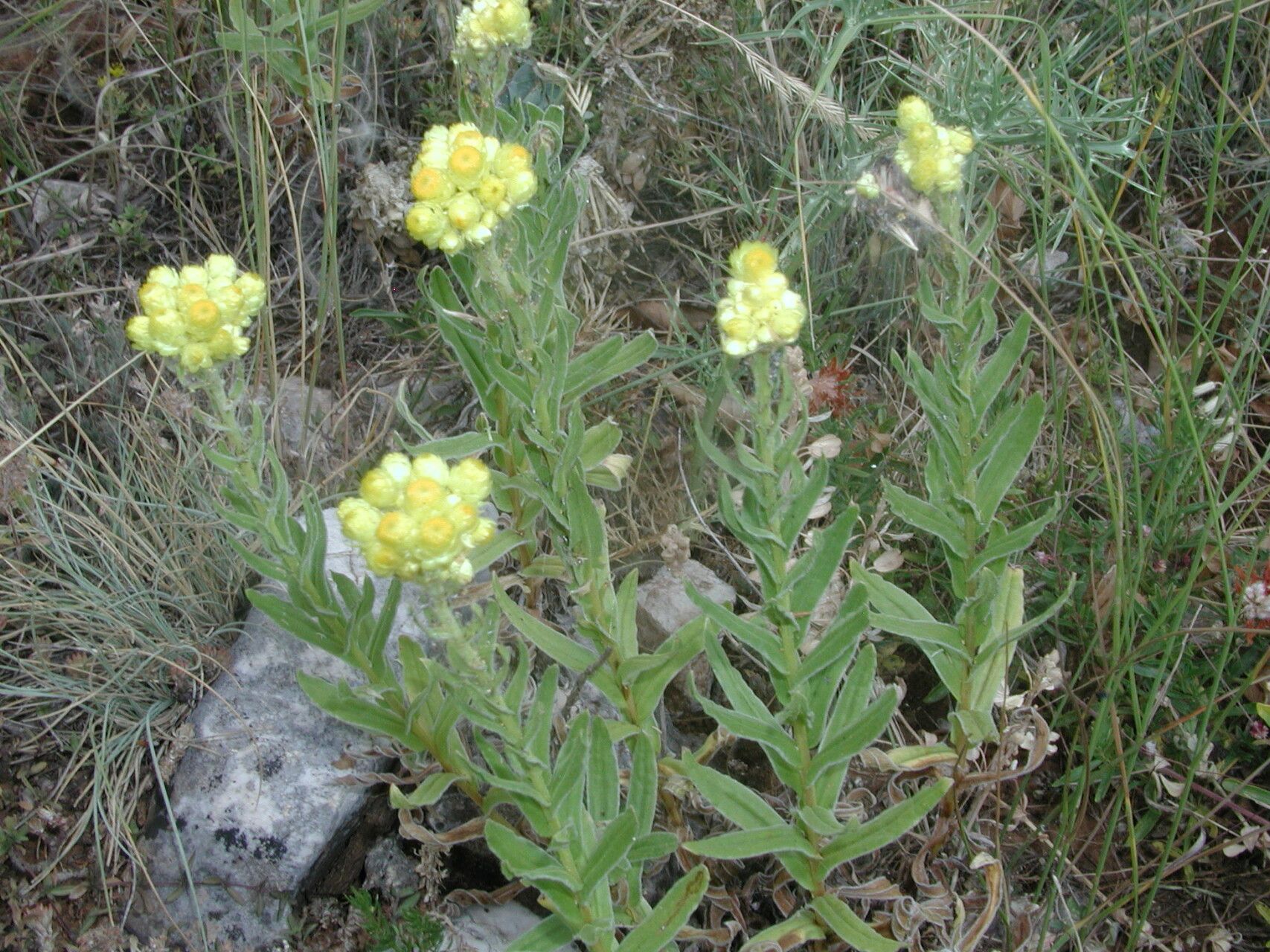 Helichrysum plicatum habit