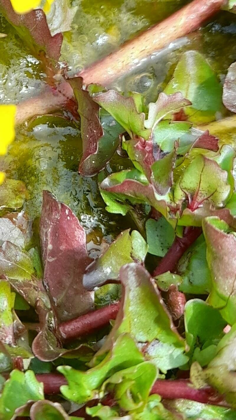 Mimulus glabratus — houseplant care guide