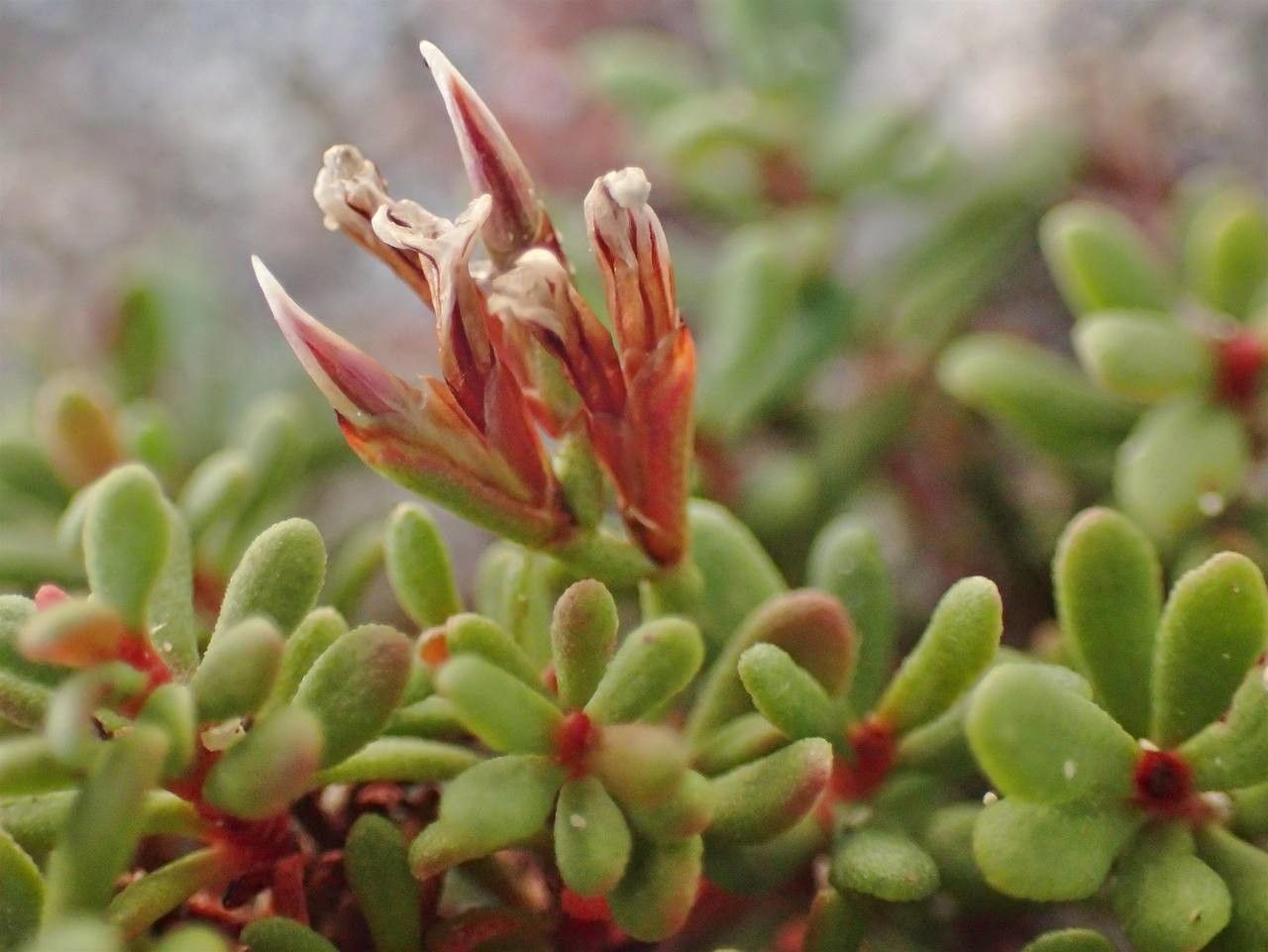Limonium obtusifolium fruit