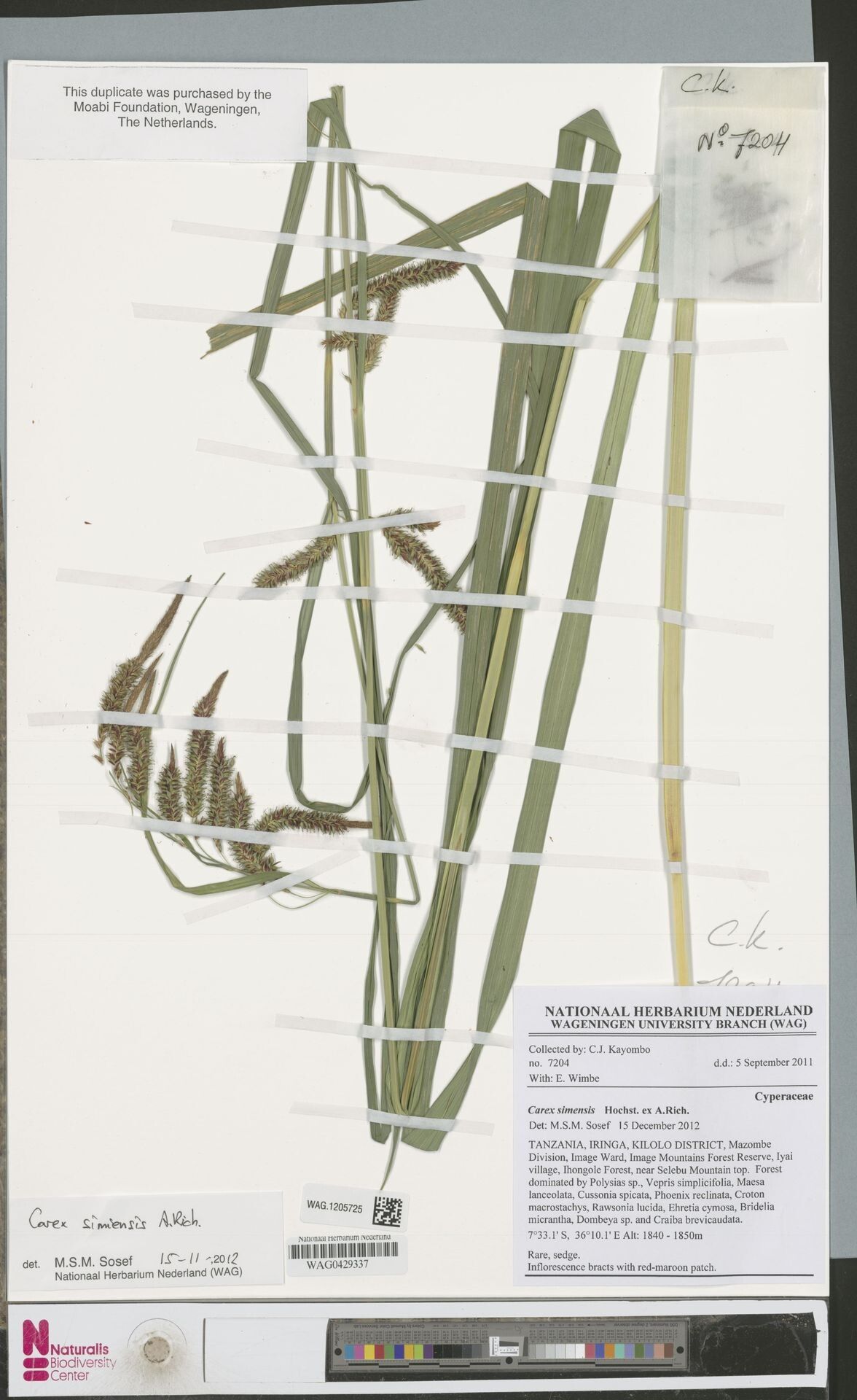 Carex simensis — houseplant care guide
